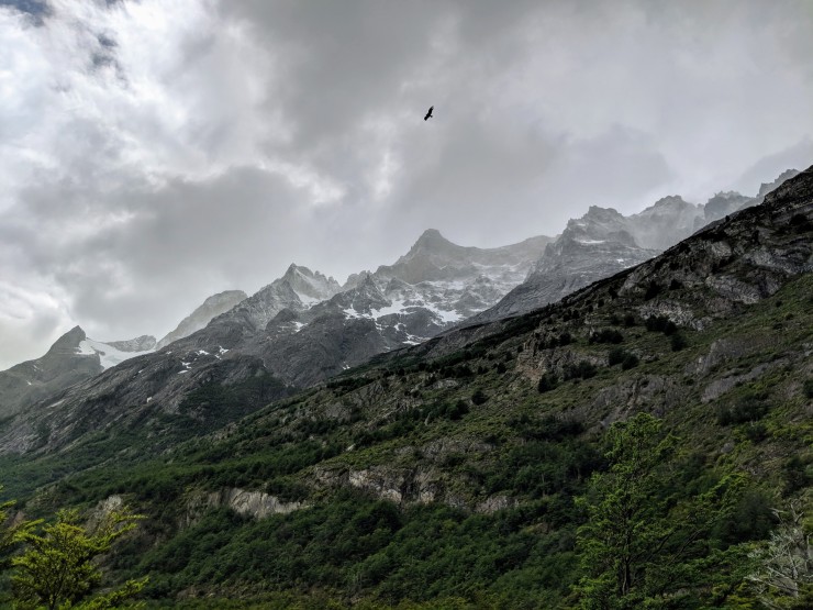 A condor soaring above the mountains in Torres del Paine National Park.