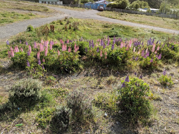 Along the ride from Puerto Natales to El Calafate, we saw many wild flowers.