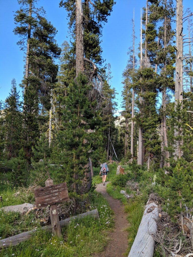 Desolation-wilderness-twin-lakes-hiking-through-trees