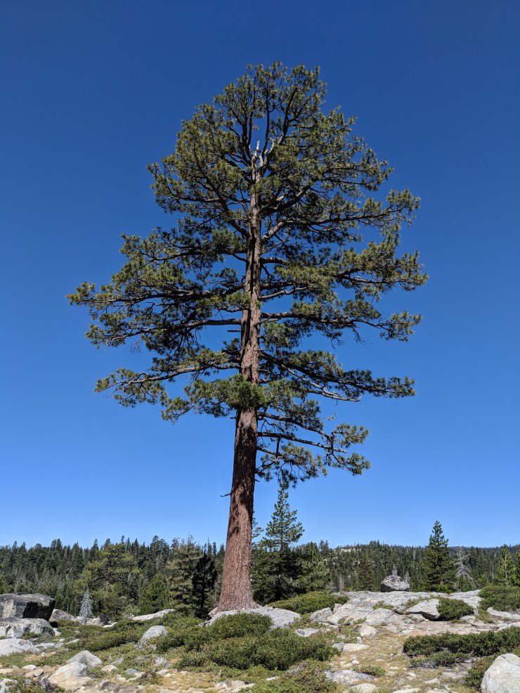 Desolation-wilderness-twin-lakes-trail-large-tree