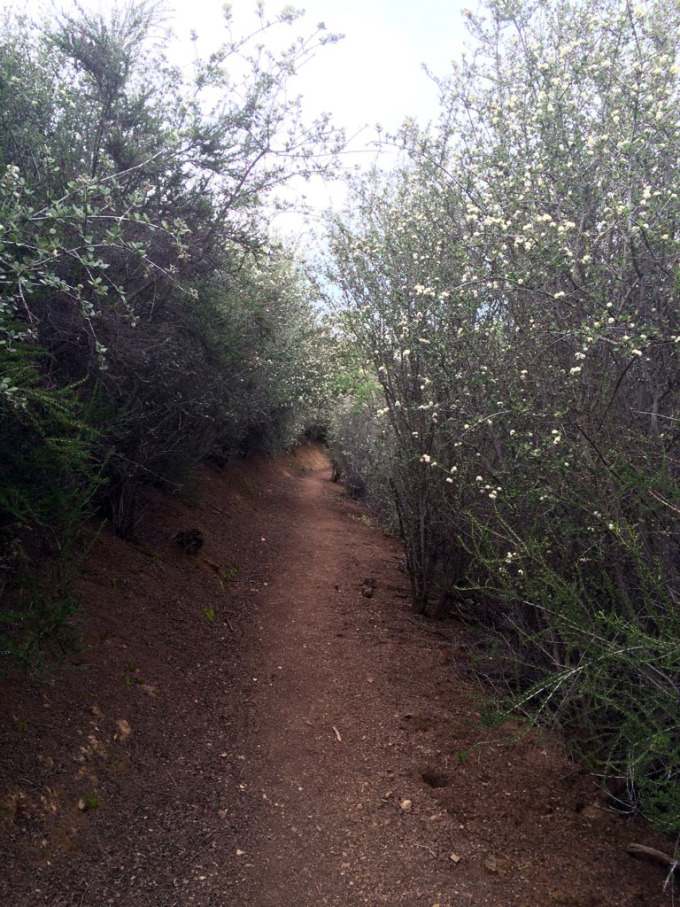 Henry-coe-backpacking-mississippi-china-hole-trail-flowers