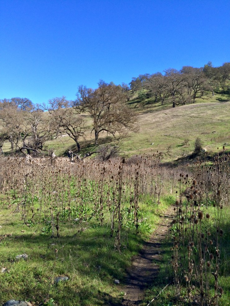 Henry-coe-backpacking-mississippi-heading-to-willow-ridge-trail