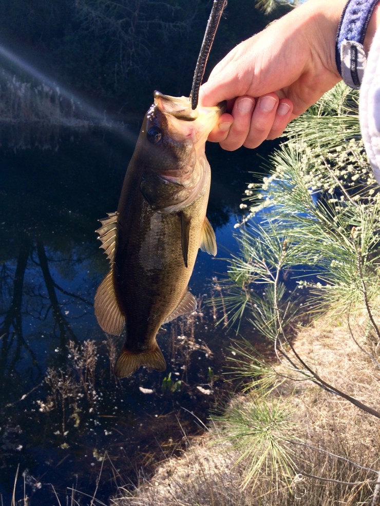 Henry-coe-backpacking-mississippi-lake-bass-fishing-worm