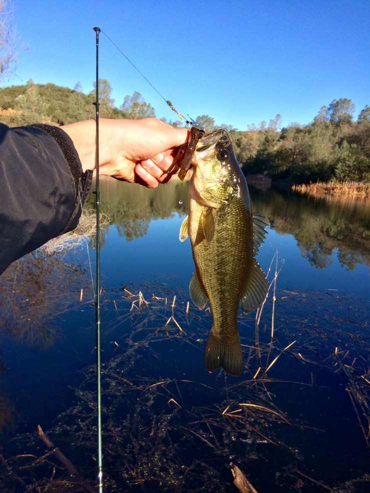 Henry-coe-backpacking-mississippi-lake-bass-fishing