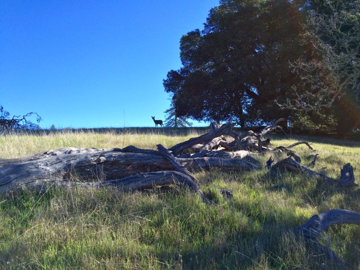 Henry-coe-backpacking-mississippi-lake-corral-trail-deer