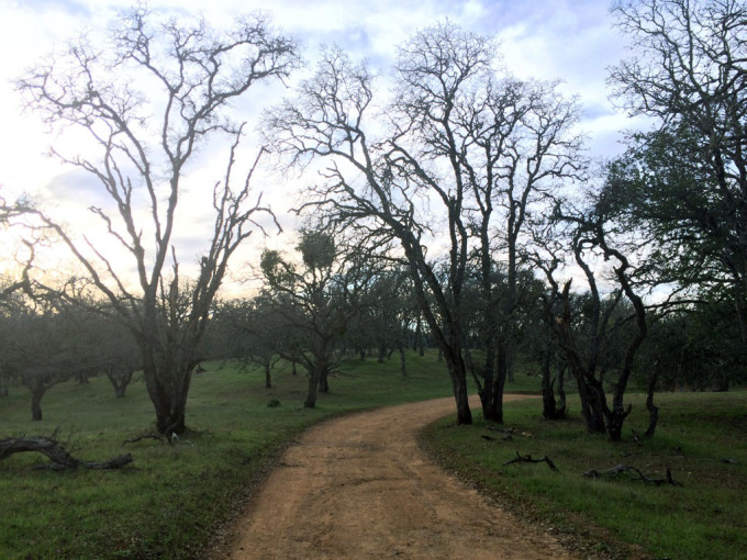 Henry-coe-backpacking-mississippi-manzanita-road