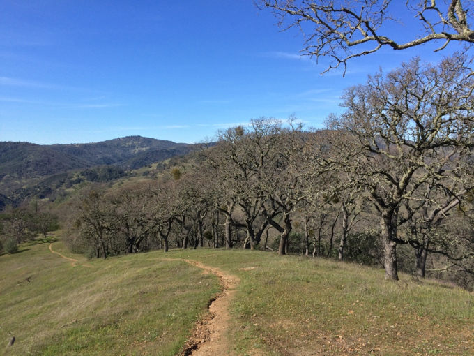 Henry-coe-backpacking-mississippi-trees-willow-ridge-trail