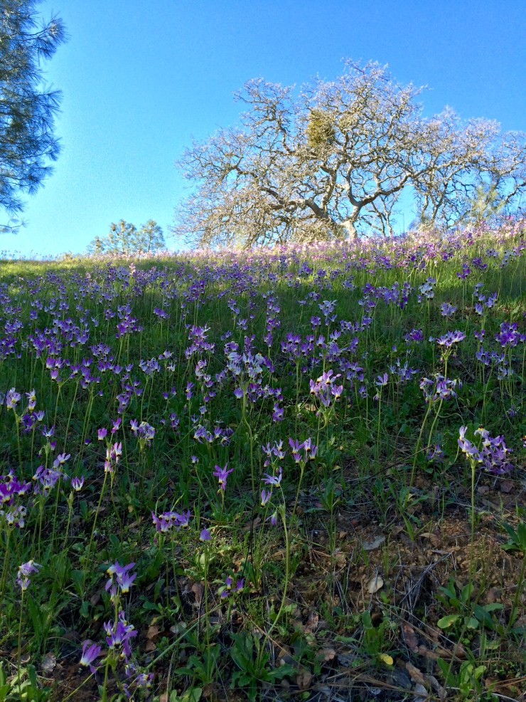 Henry-coe-backpacking-mississippi-wildflowers-2