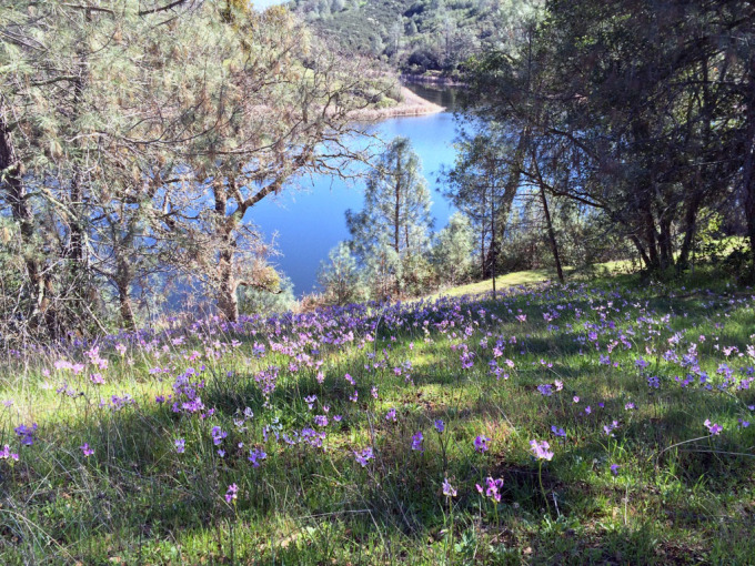 Henry-coe-backpacking-mississippi-wildflowers-near-lake