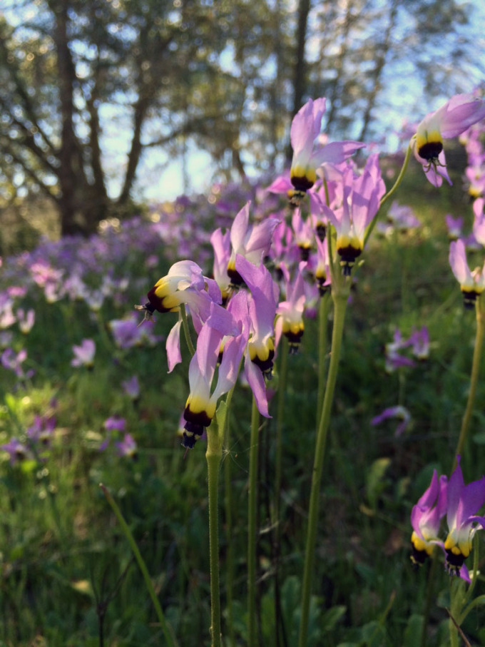 Henry-coe-backpacking-mississippi-wildflowers-zoom