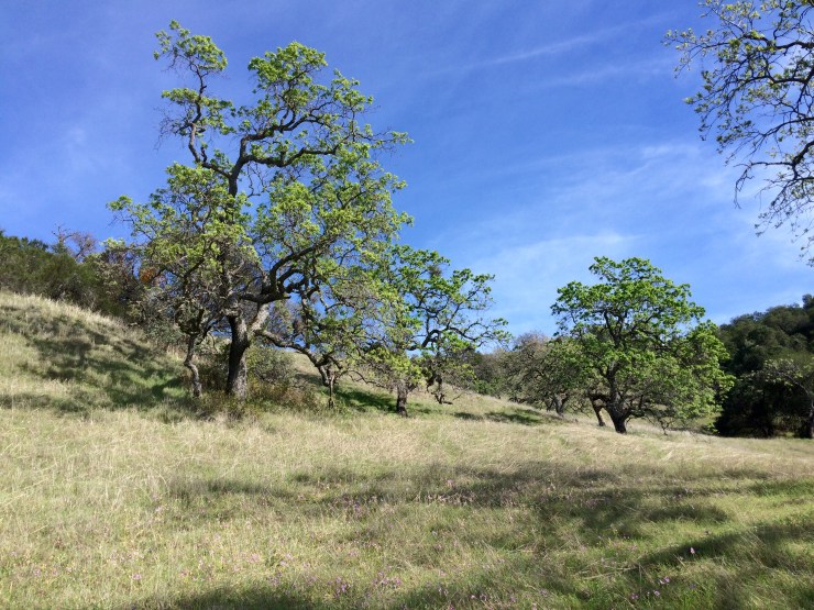 Henry-coe-backpacking-willow-ridge-trail-wildflowers