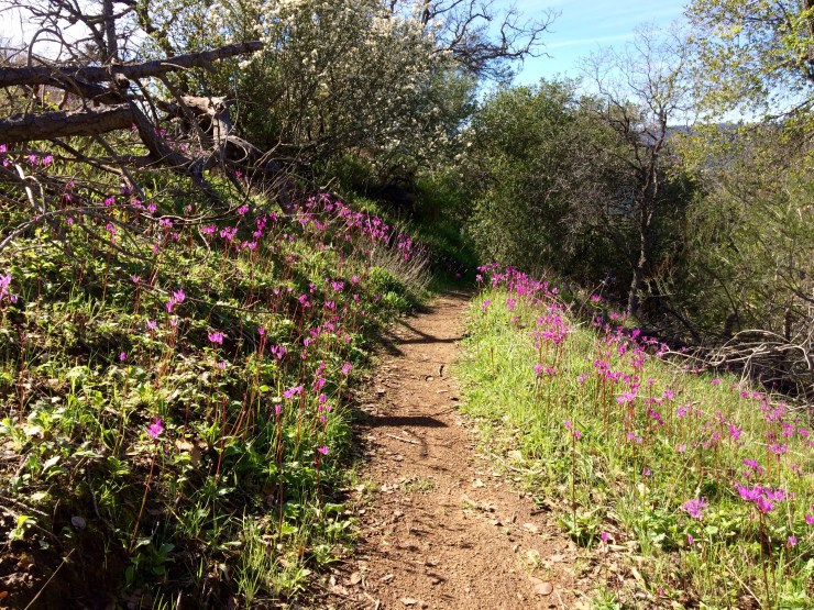 Henry-coe-backpacking-willow-ridge-wildflowers-on-trail