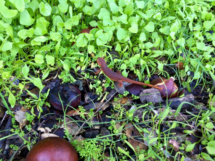 Henry-coe-mississippi-lake-newt
