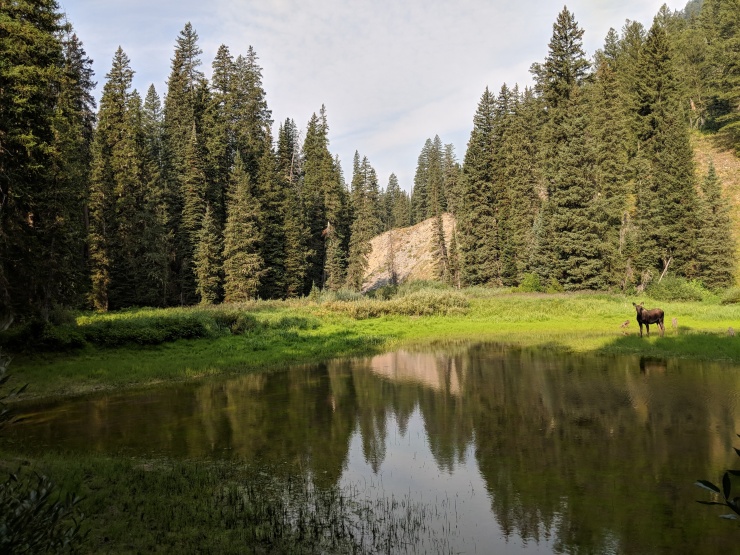 Teton-crest-trail-backpacking-lower-granite-moose