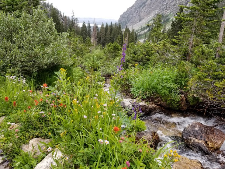 Teton-crest-trail-backpacking-paintbrush-canyon-wildflowers