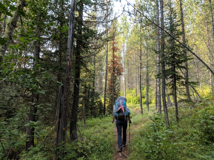 Teton-crest-trail-backpacking-valley-trail-forest