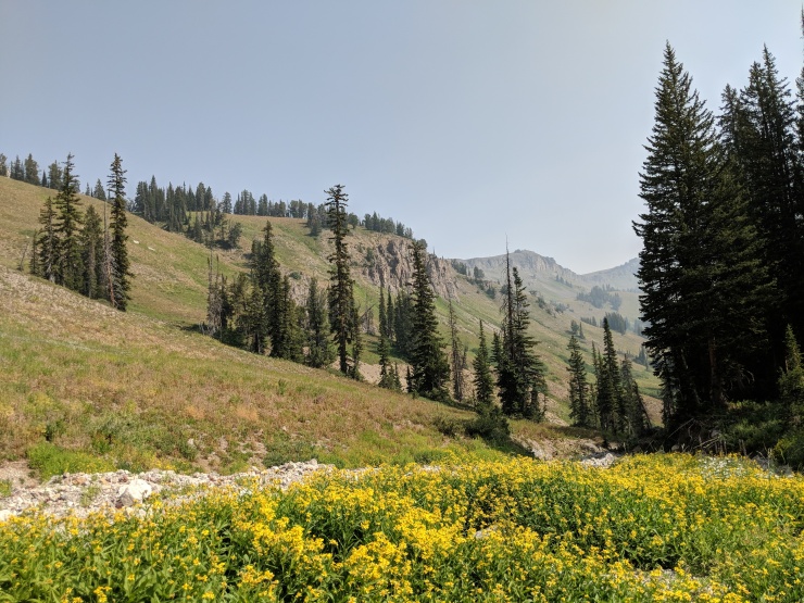 Teton-crest-trail-backpacking-wildflowers-near-marion-lake