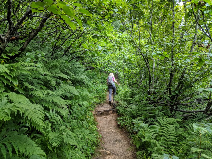 hiking-through-forest-on-iceline-trail