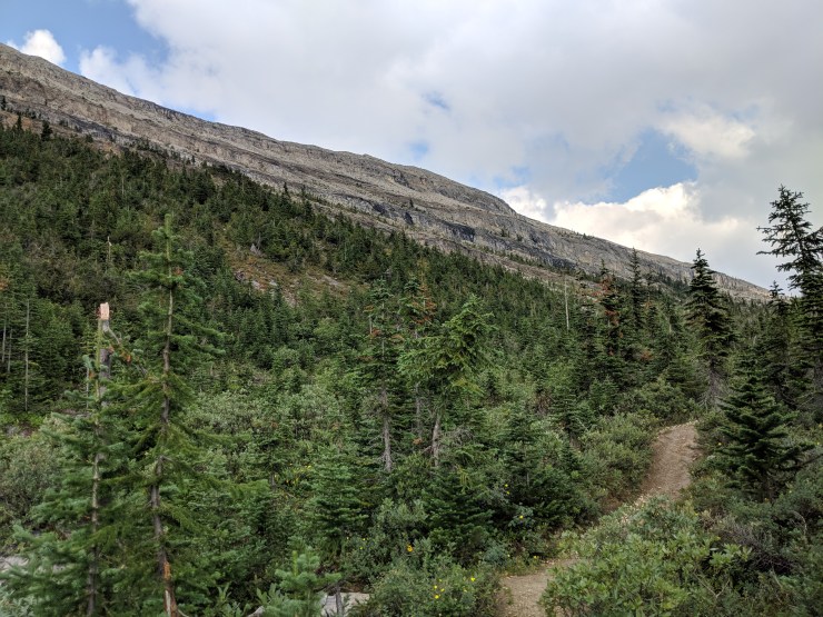 iceline-trail-getting-close-to-treeline