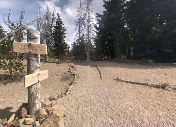 tam-mcarthur-trail-forest