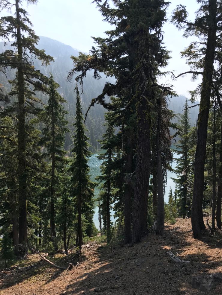 three-sisters-wilderness-broken-top-green-lakes-trail-trees