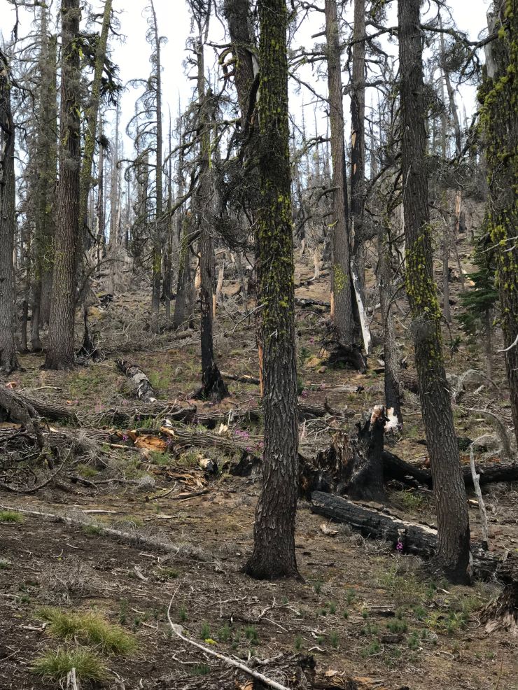 three-sisters-wilderness-broken-top-park-meadow-tie-trail-forest-fire