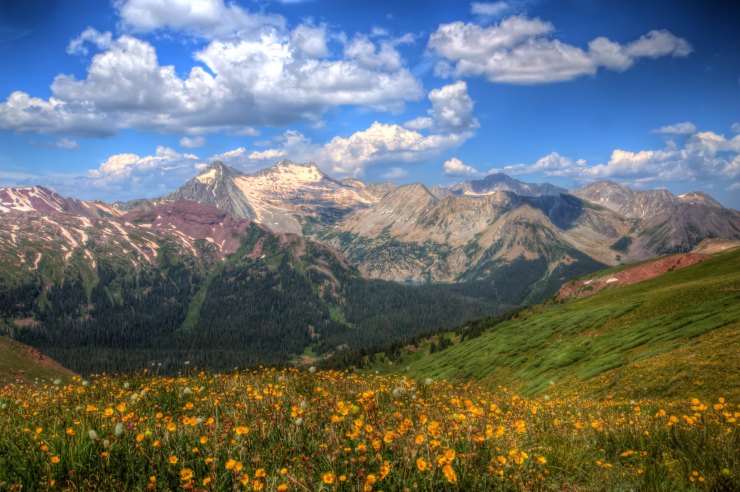 wildflowers-buckskin-pass-west-view