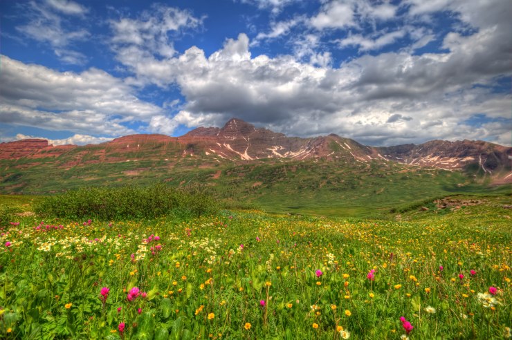 wildflowers_mountain-ridge-after-frigid-air-gap
