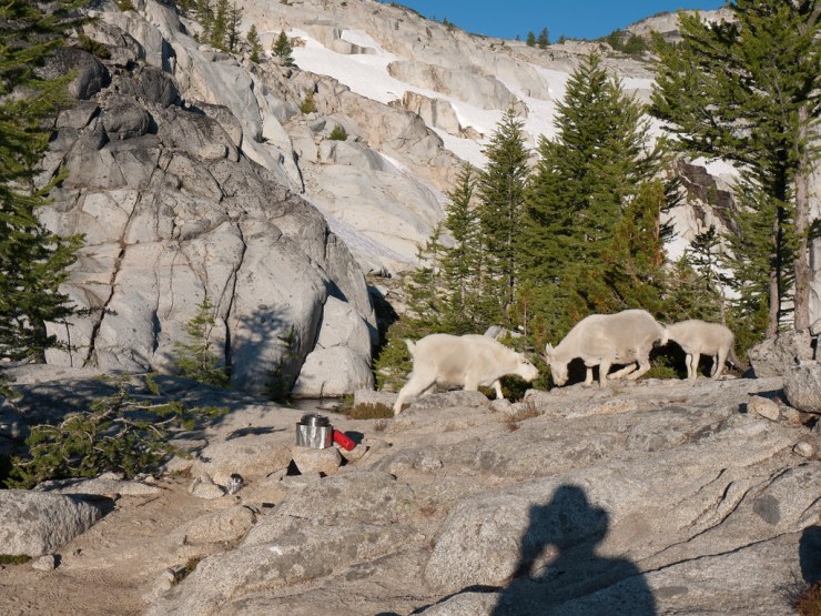 Who invited the mountain goats for breakfast??  We didn't bring