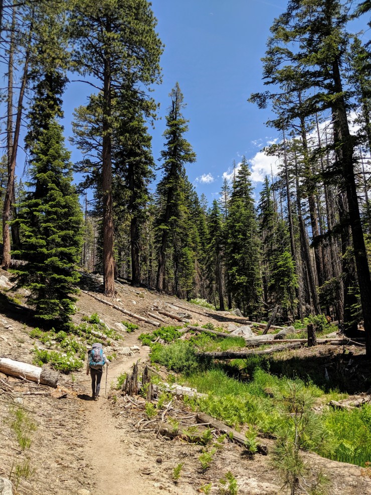 yosemite-backpacking-john-muir-trail-climb-forest
