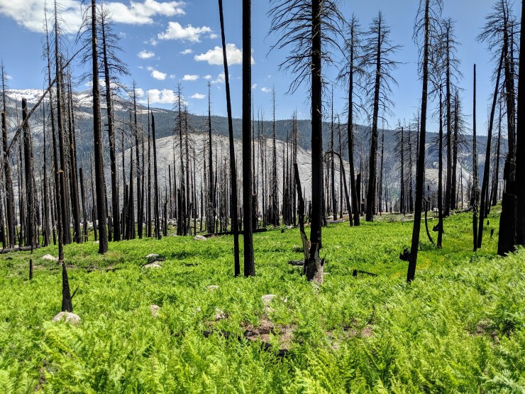 yosemite-backpacking-merced-high-trail-burned-forest