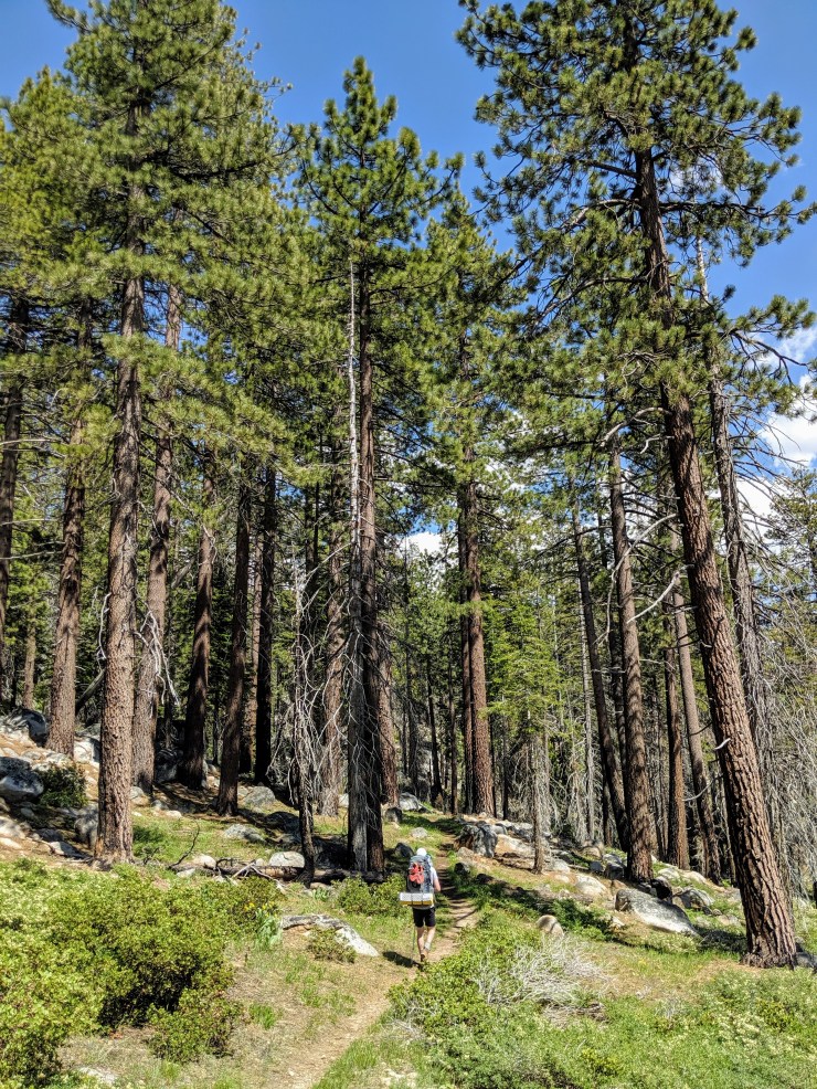 yosemite-backpacking-merced-high-trail-forest