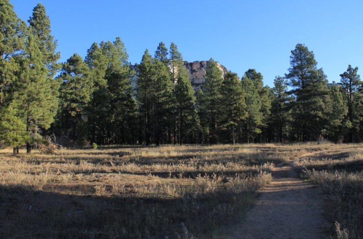 wildcat-canyon-trail-after-northgate