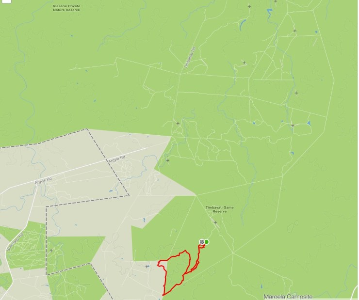 timbavati-game-drive-day-2-morning