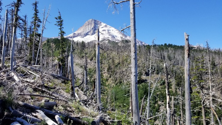 day-4-morning---toward-cloud-cap_48564703666_o