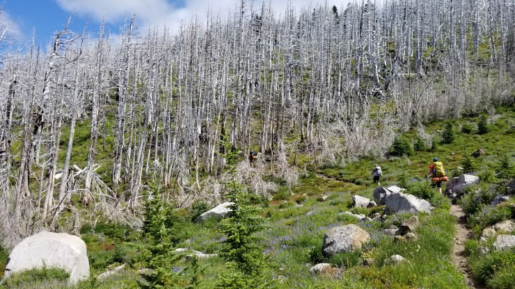 dollar-lake-fire-burn-of-2011_48564883147_o