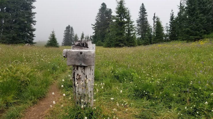 paradise-park_48564756241_o