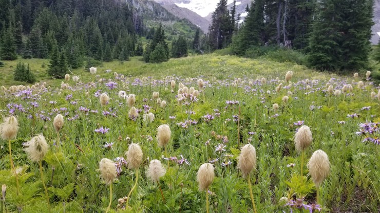 western-pasqueflower_48564722516_o