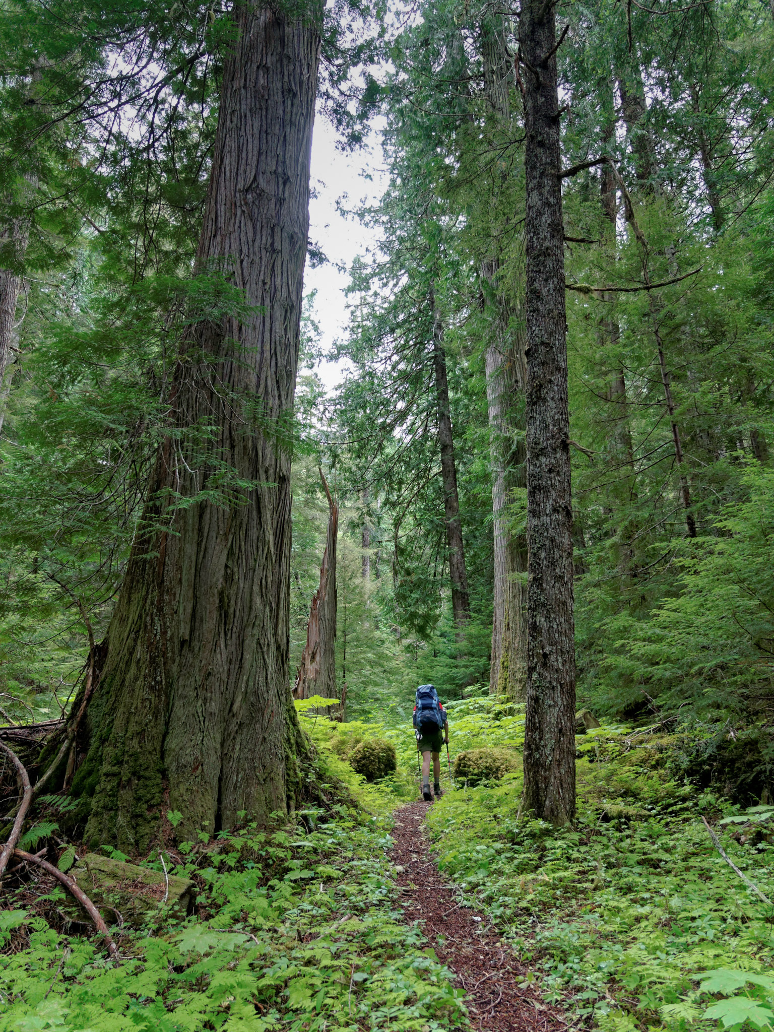 Gray Wolf River canyon in summer