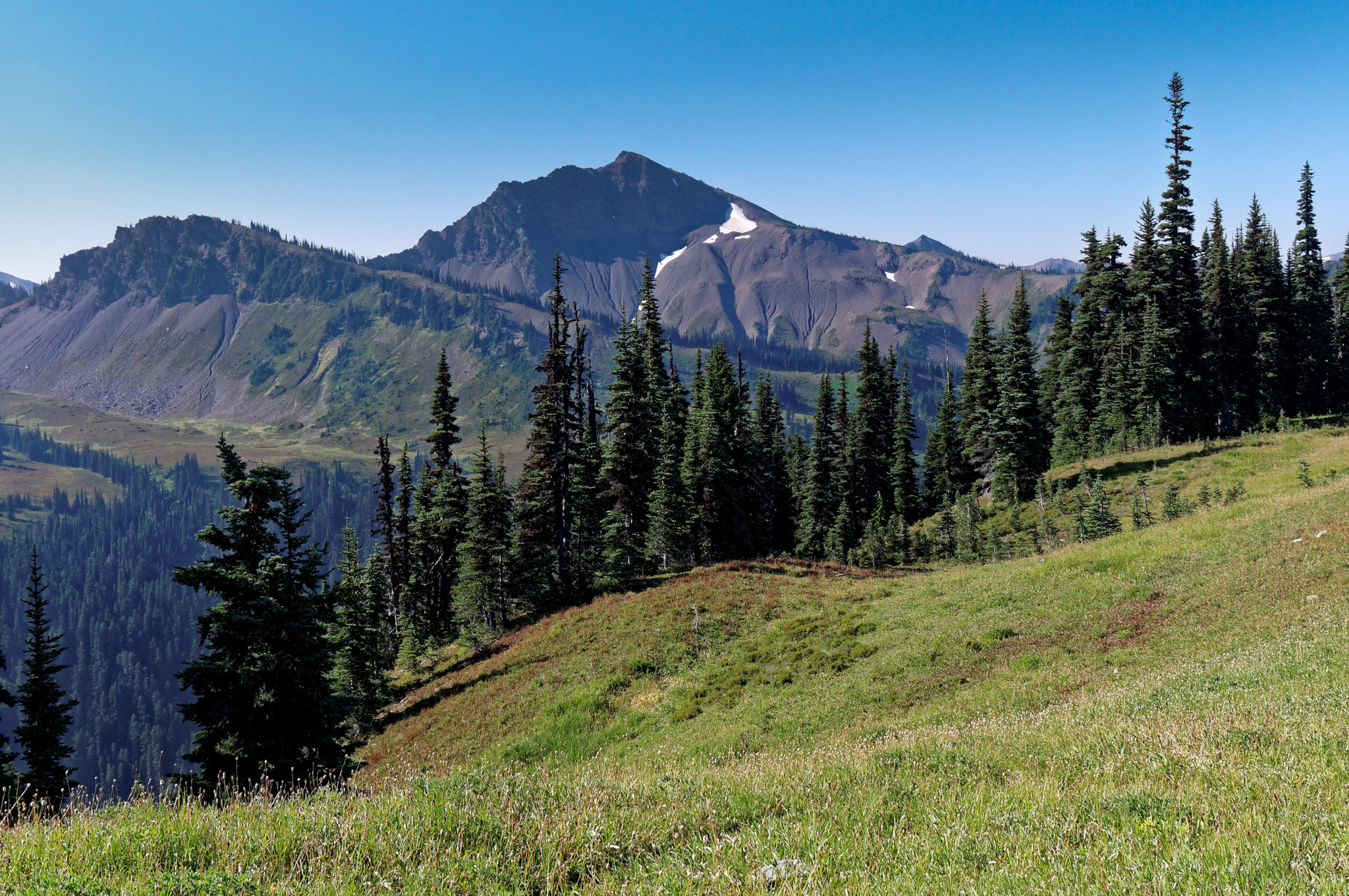 Cameron Basin alpine meadow with wildflowers and Cameron Pass in the distance
